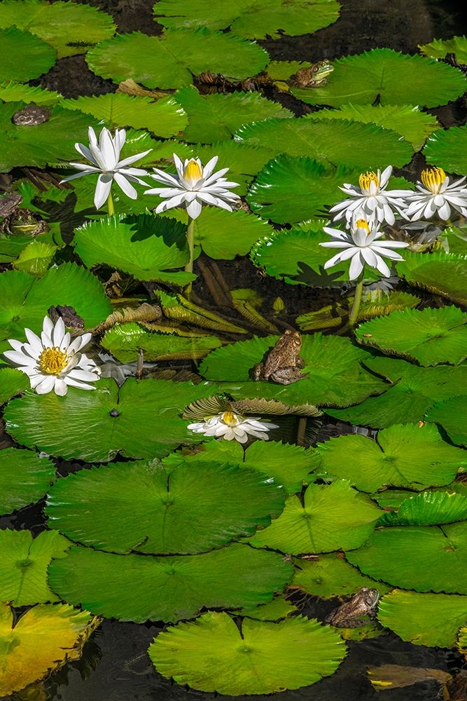 Frogs among Woods White Knight lilies art print by Lisa S. Engelbrecht for $57.95 CAD