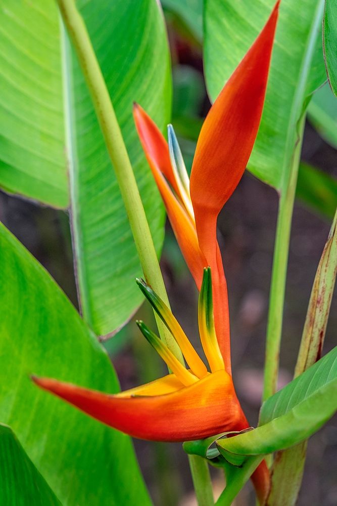 Heliconia art print by Lisa S. Engelbrecht for $57.95 CAD
