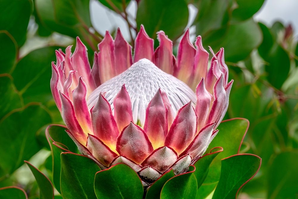 King Protea flower art print by Lisa S. Engelbrecht for $57.95 CAD