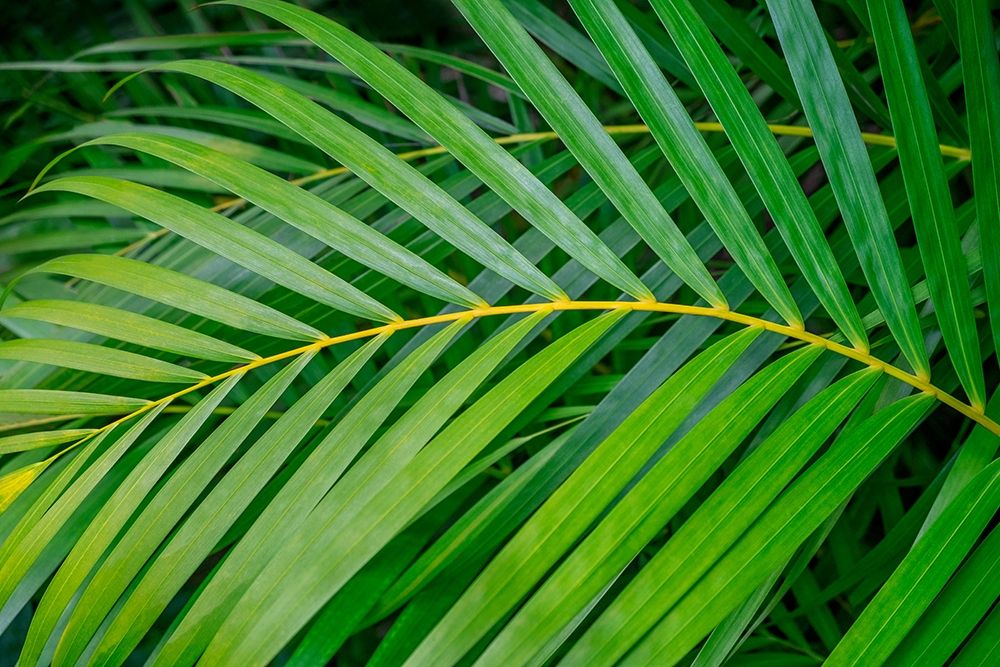 palm frond art print by Lisa S. Engelbrecht for $57.95 CAD