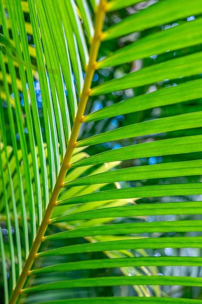 Palm frond art print by Lisa S. Engelbrecht for $57.95 CAD