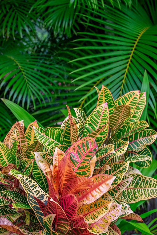 Palm fronds and Croton plants art print by Lisa S. Engelbrecht for $57.95 CAD