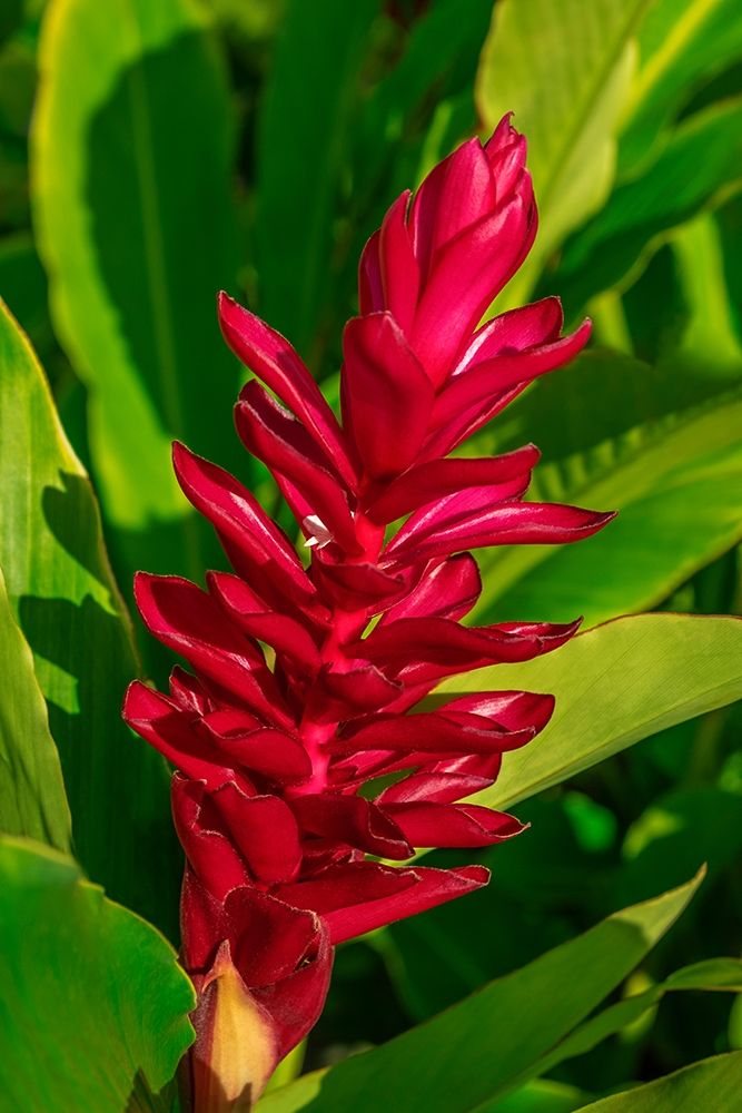 Red Ginger plant art print by Lisa S. Engelbrecht for $57.95 CAD