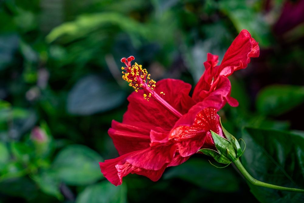 Red Hibiscus art print by Lisa S. Engelbrecht for $57.95 CAD