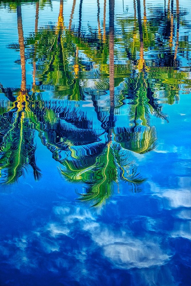 Reflection of palm trees on water art print by Lisa S. Engelbrecht for $57.95 CAD