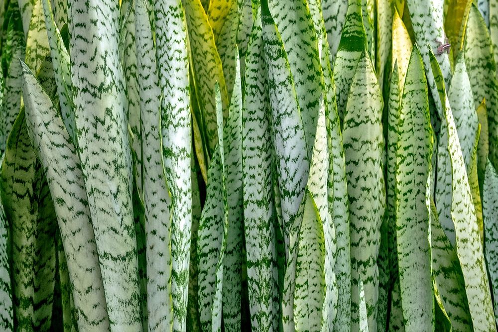 Snake plant-Mother-in-laws tongue art print by Lisa S. Engelbrecht for $57.95 CAD