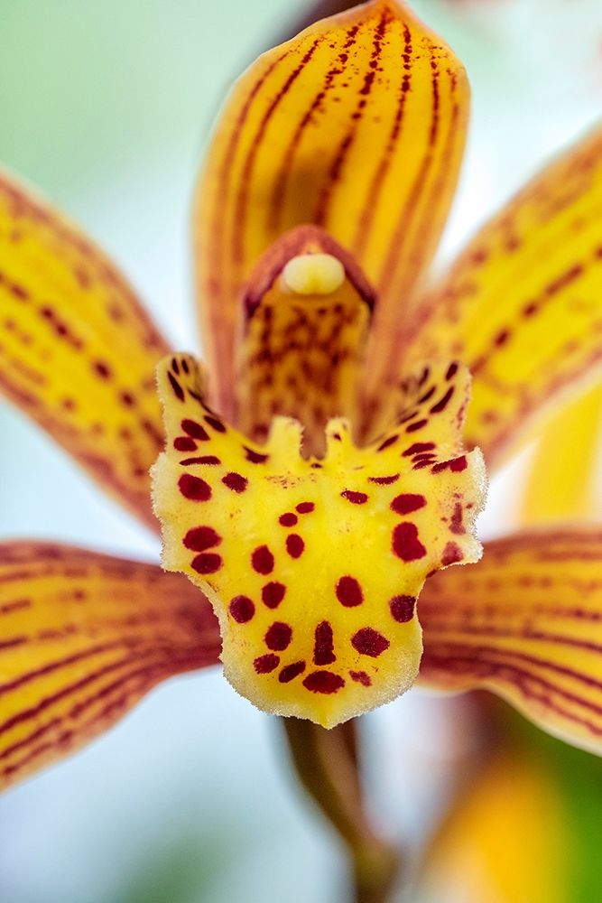 Speckled yellow Orchid art print by Lisa S. Engelbrecht for $57.95 CAD