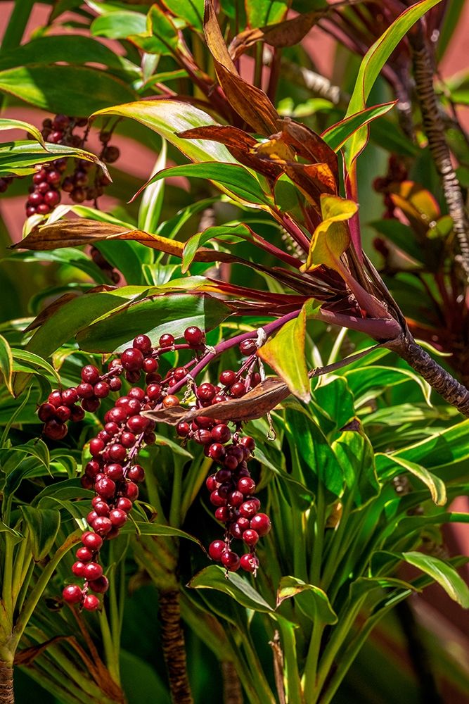 Ti Plant berries art print by Lisa S. Engelbrecht for $57.95 CAD