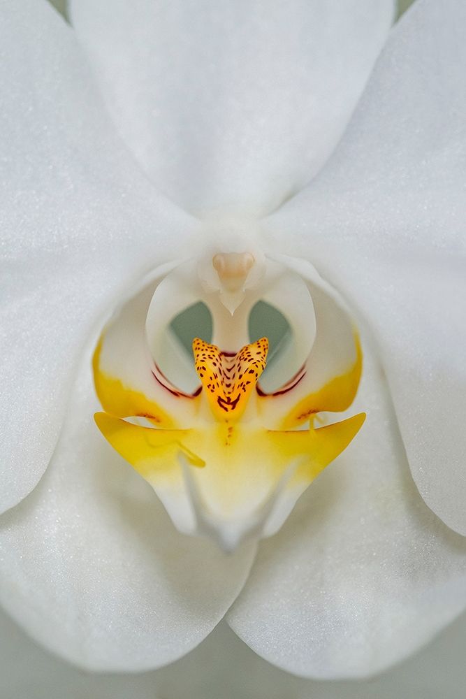 White Orchid art print by Lisa S. Engelbrecht for $57.95 CAD
