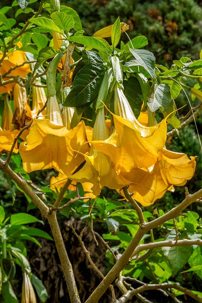 Yellow Angels Trumpet art print by Lisa S. Engelbrecht for $57.95 CAD