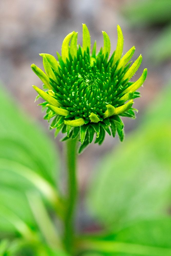 Coneflower starting to bloom art print by Lisa S. Engelbrecht for $57.95 CAD