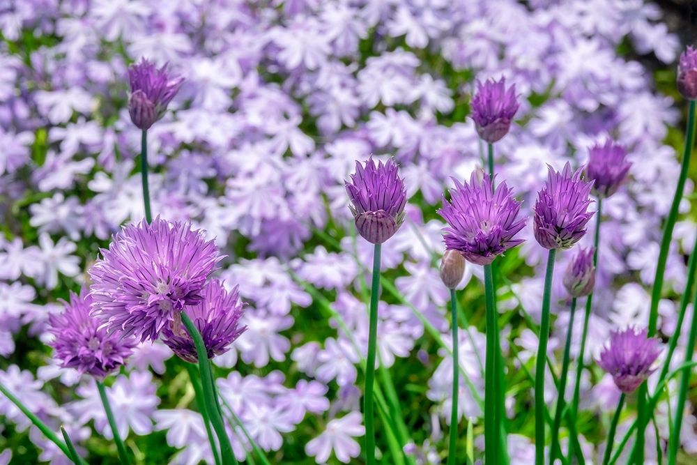 Creeping Phlox and chives art print by Lisa S. Engelbrecht for $57.95 CAD
