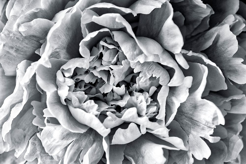 Black and White Peony art print by Lisa S. Engelbrecht for $57.95 CAD