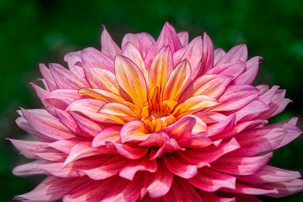 Pink and Yellow Dahlia art print by Lisa S. Engelbrecht for $57.95 CAD