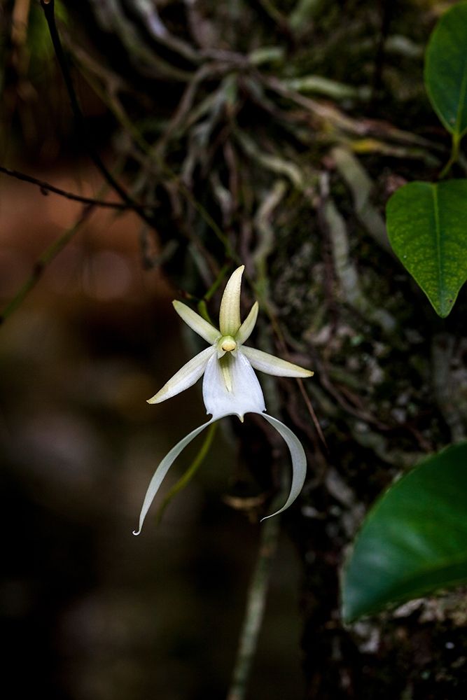 A rare Ghost orchid grows only in swamps in south Florida art print by Larry Richardson for $57.95 CAD