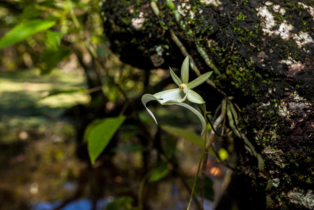 A rare Ghost orchid grows only in swamps in south Florida art print by Larry Richardson for $57.95 CAD