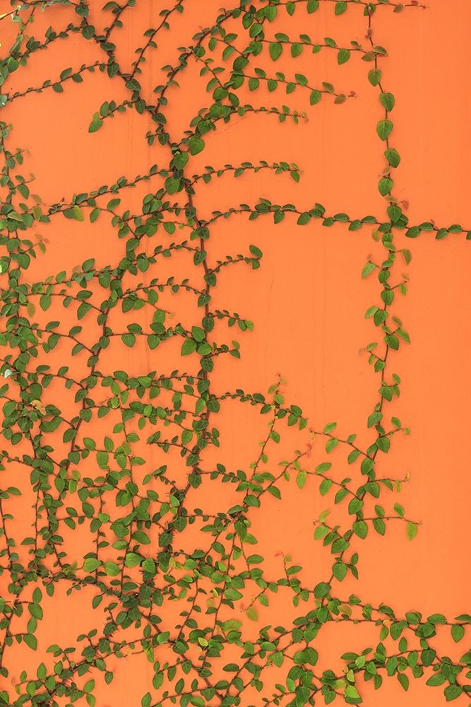 Green vines on an orange wall art print by Tom Haseltine for $57.95 CAD