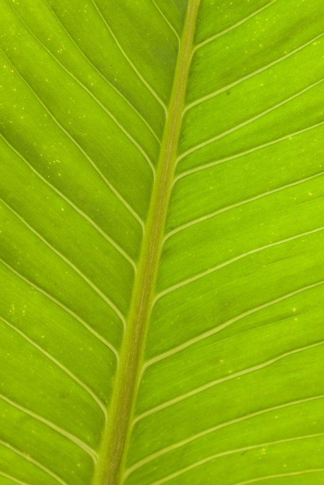 Close-up of veins in a green leaf art print by Tom Haseltine for $57.95 CAD