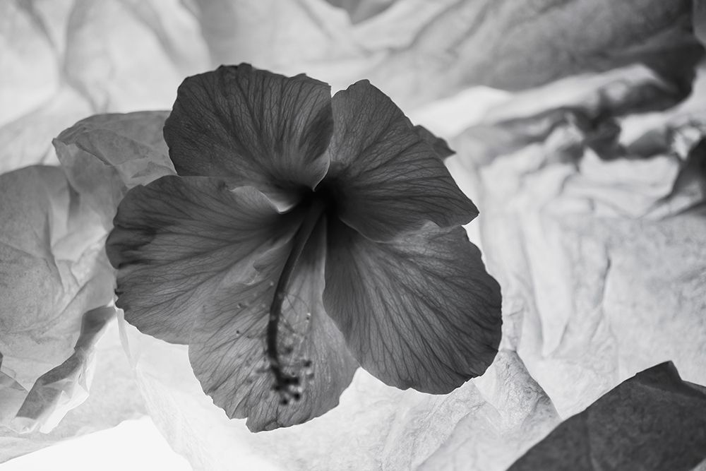 Hibiscus Flower and Tissue Paper with Light art print by Zandina Muench Beraldo for $57.95 CAD