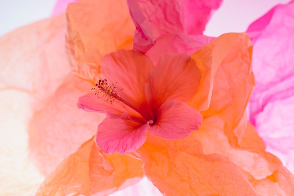 Hibiscus Flower and Tissue Paper with Light art print by Zandina Muench Beraldo for $57.95 CAD