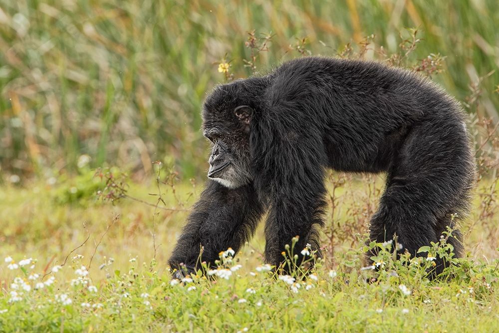 Adult male Chimpanzee-Pan troglodytes art print by Adam Jones for $57.95 CAD