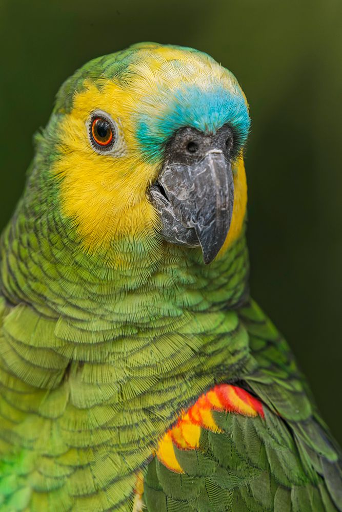 Blue fronted Amazon parrot-native to South America art print by Adam Jones for $57.95 CAD