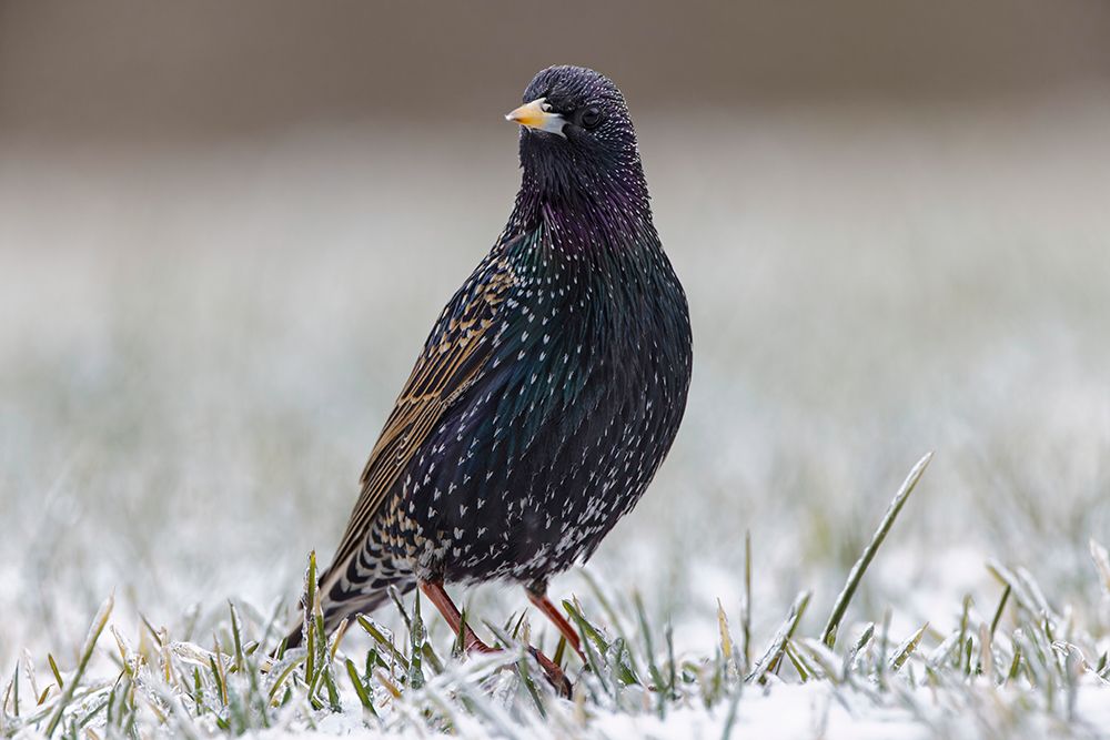 Common starling art print by Adam Jones for $57.95 CAD