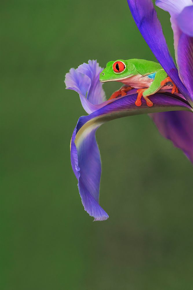 Red-eyed tree frog climbing on iris flower art print by Adam Jones for $57.95 CAD