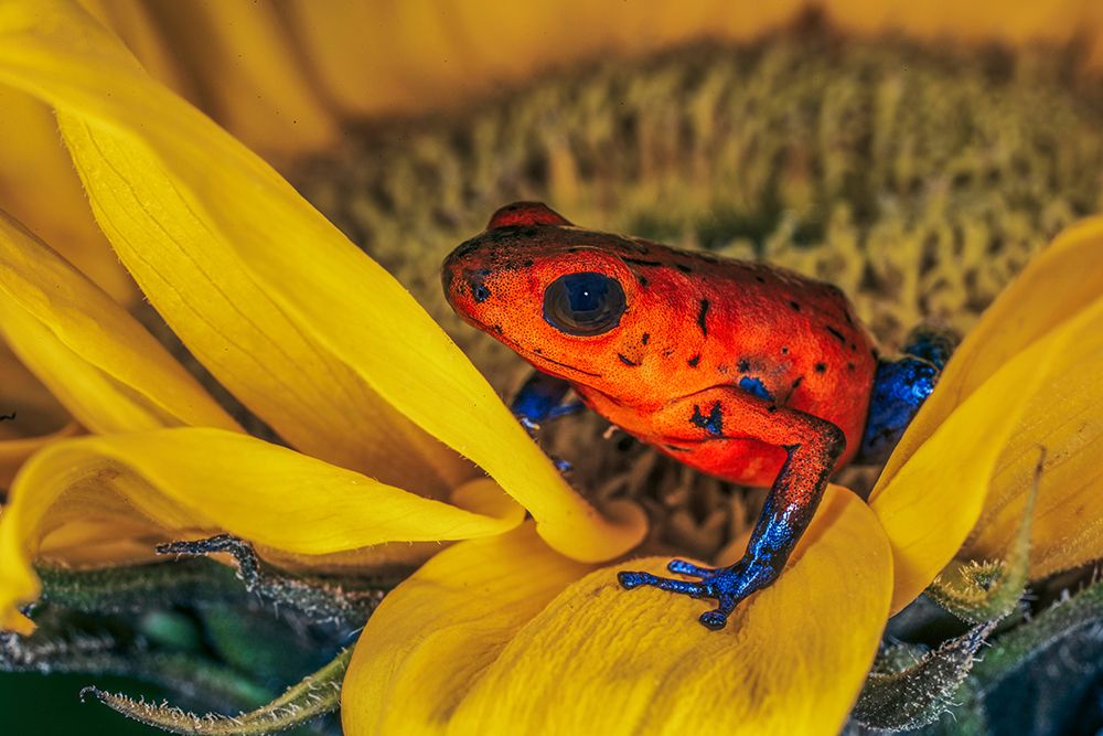 Blue-jean frog-Strawberry poison dart frog art print by Adam Jones for $57.95 CAD