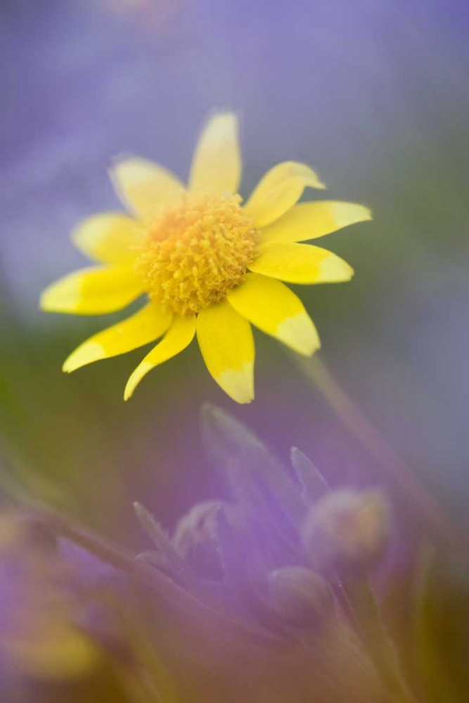 Soft focus of yellow flower among purple flowers art print by Ellen Anon for $57.95 CAD