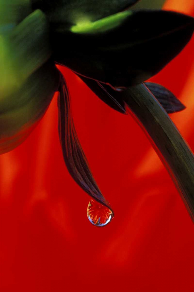 Red dahlia in a dew drop art print by Dennis Kirkland for $57.95 CAD