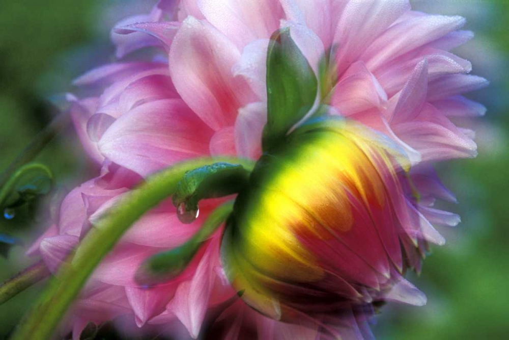 Abstract of dahlia and bud art print by Dennis Kirkland for $57.95 CAD