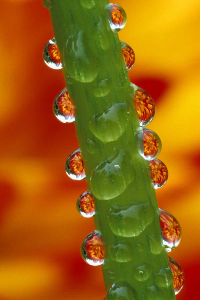 Flowers reflected in dew drops on dahlia stem art print by Dennis Kirkland for $57.95 CAD