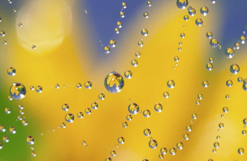 Web with dew reflecting black-eyed Susan flower art print by Steve Satushek for $57.95 CAD