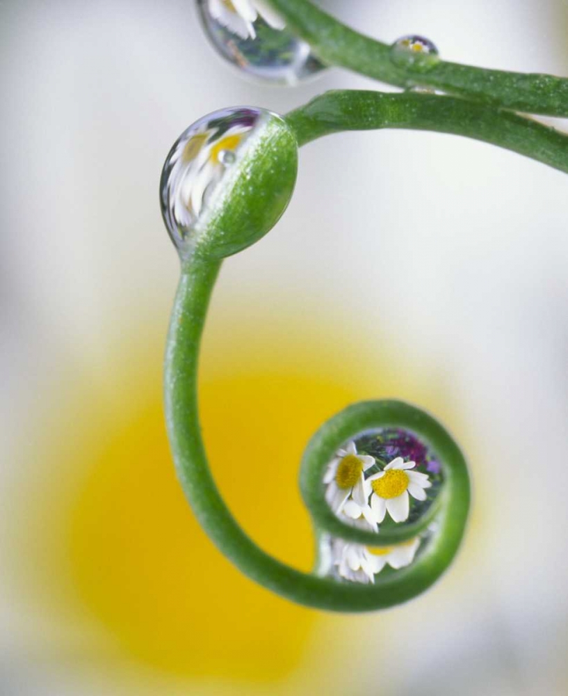 Dew on pea tendril reflecting daisy flowers art print by Steve Satushek for $57.95 CAD