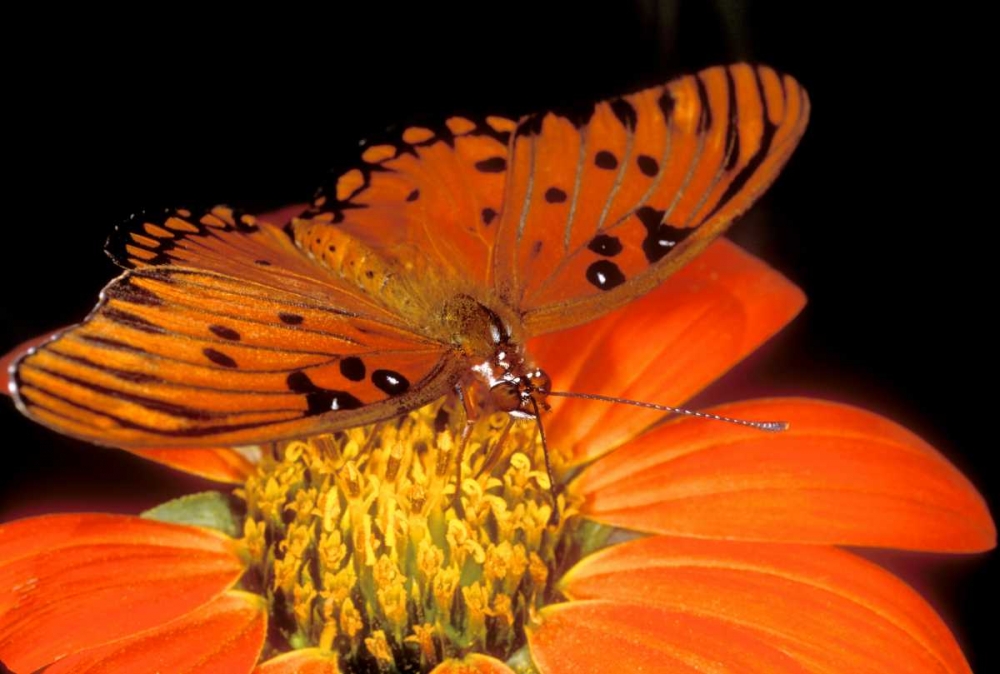 Captive gulf fritillary butterfly on flower art print by Dave Welling for $57.95 CAD