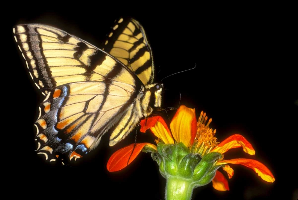Western tiger swallowtail butterfly on flower art print by Dave Welling for $57.95 CAD