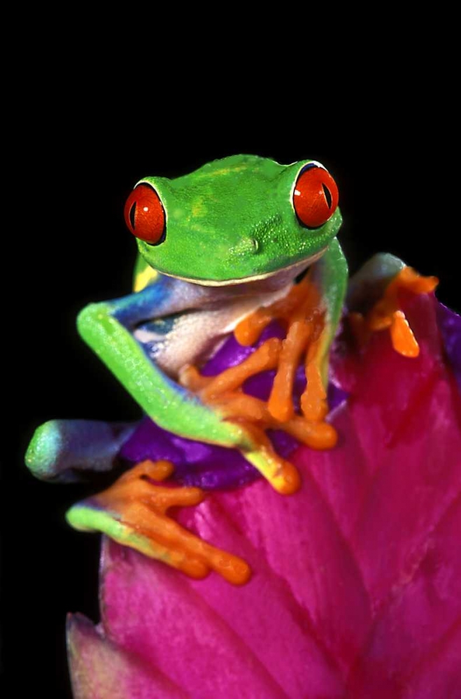 Captive red-eyed tree frog on bromeliad flower art print by Dave Welling for $57.95 CAD