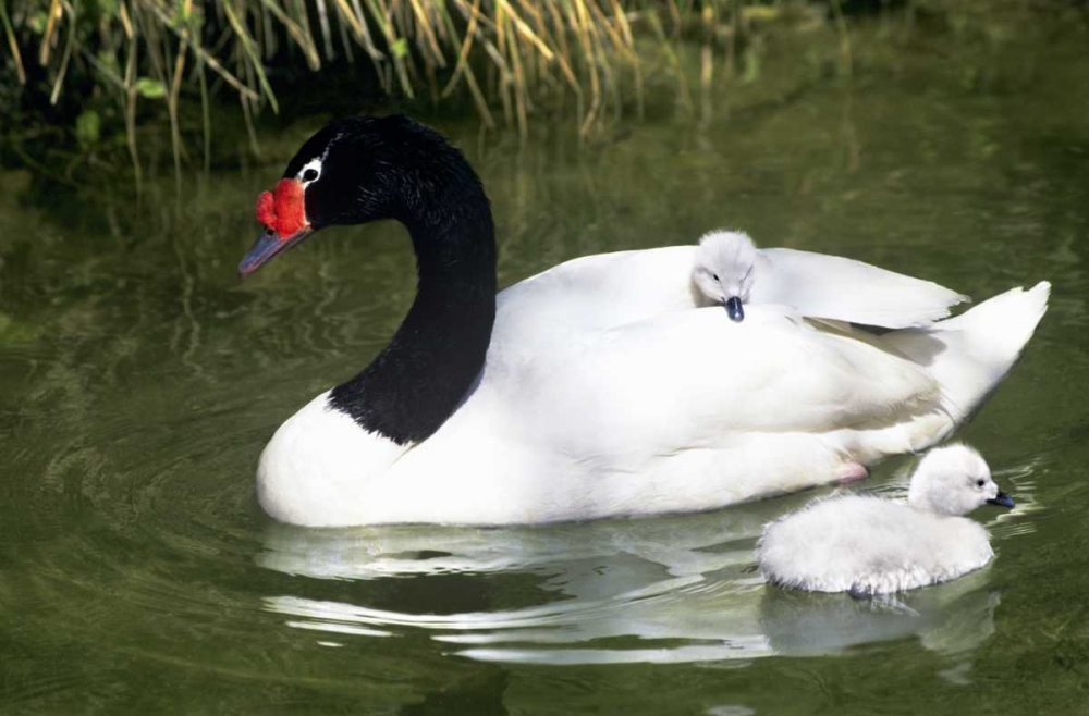 Black-necked swan adult and cygnets in water art print by Dave Welling for $57.95 CAD