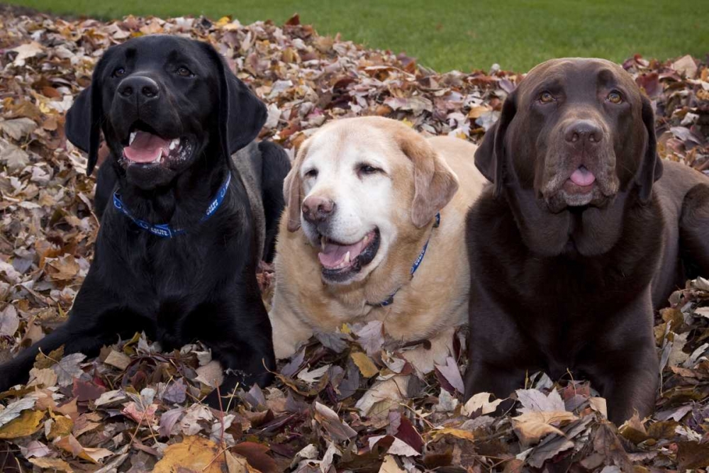 Labrador retriever dogs in a pile of leaves PR art print by Wendy Kaveney for $57.95 CAD