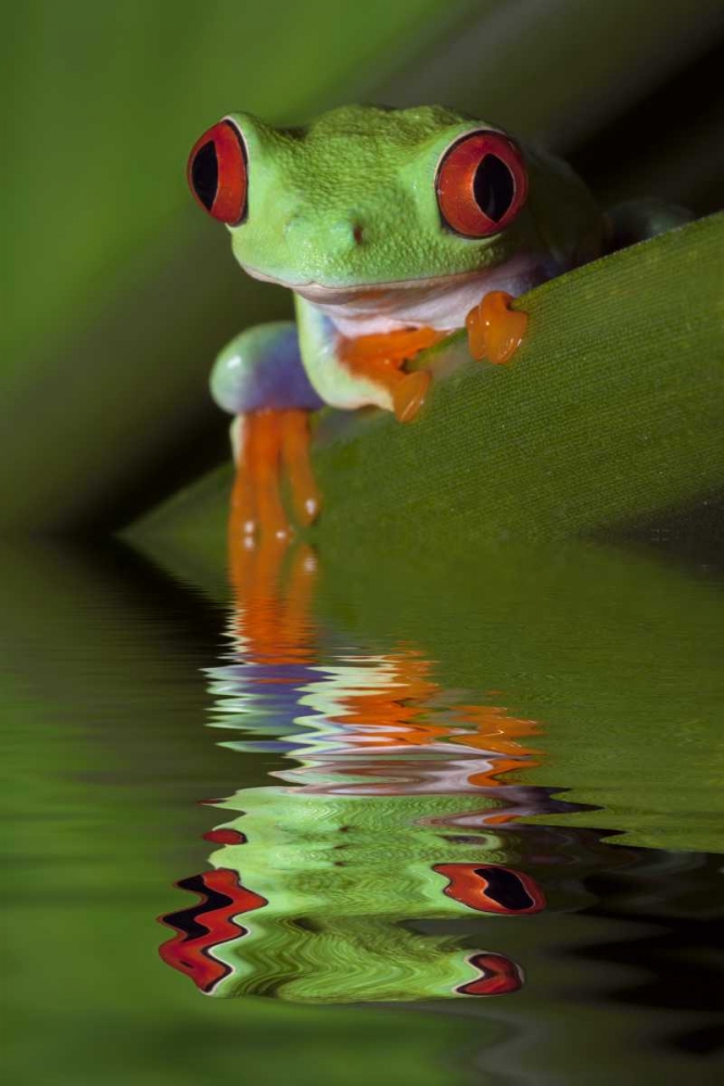 Reflection of red-eyed tree frog in water art print by Dennis Flaherty for $57.95 CAD