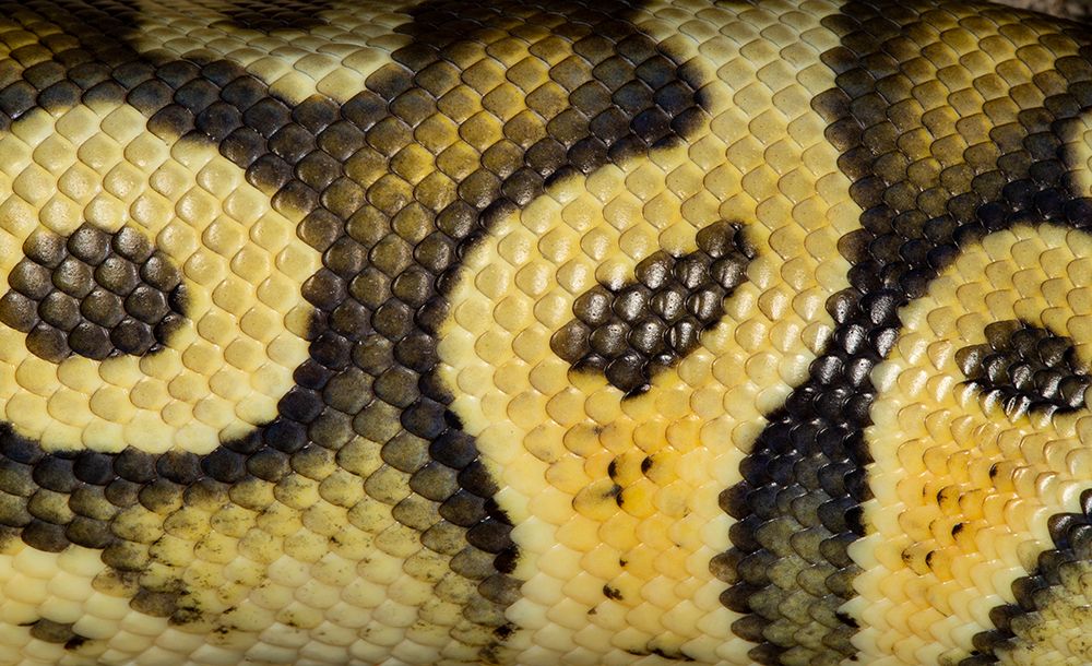 Ball pythons. art print by Darrell Gulin for $57.95 CAD