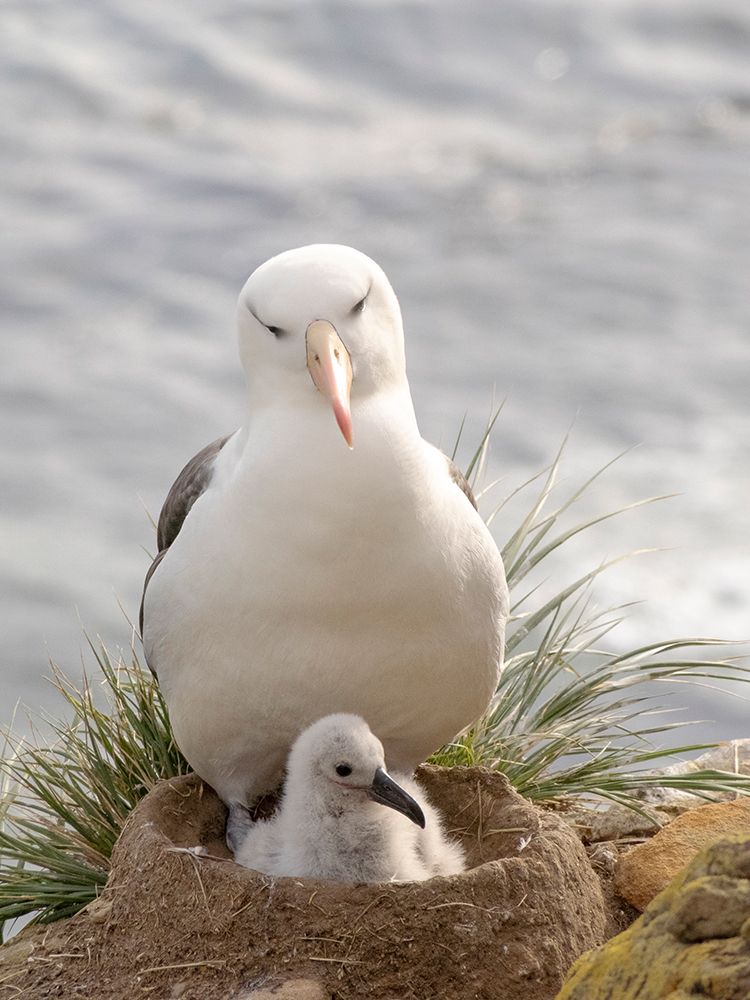 Falkland Islands. An adult black-browed albatross sits on the nest with its chick on the cliff. art print by Ellen B. Goff for $57.95 CAD