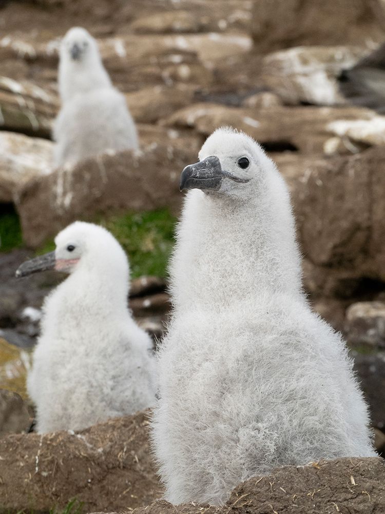 Falkland Islands. Three black-browed albatross chicks sit on their nests on the rocky cliff. art print by Ellen B. Goff for $57.95 CAD