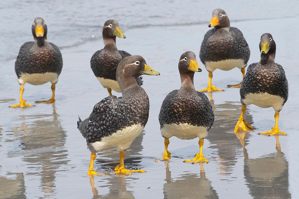 Falkland Islands. A group of non-breeding Falkland steamer ducks are together on the beach. art print by Ellen B. Goff for $57.95 CAD