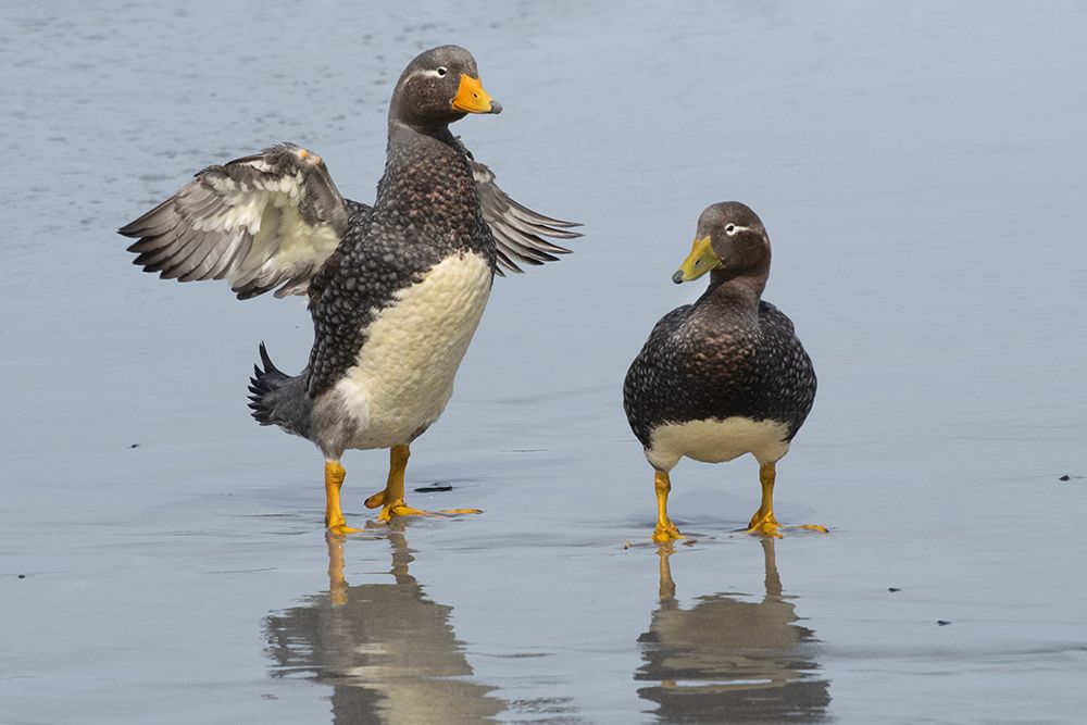Falkland Islands. A male Falkland steamer duck flaps its small wings next to a female. art print by Ellen B. Goff for $57.95 CAD