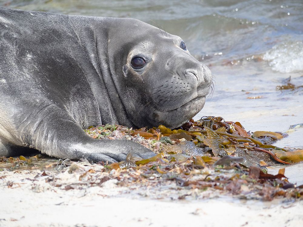 Falkland Islands. A baby elephant seal lies on the beach with its large eyes. art print by Ellen B. Goff for $57.95 CAD
