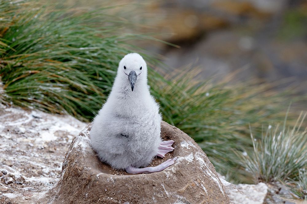 Falkland Islands. A black-browed albatross chick on its nest waiting for adult to return with food. art print by Ellen B. Goff for $57.95 CAD