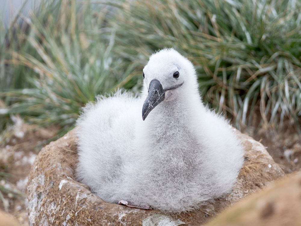 Falkland Islands. A black-browed albatross chick on its nest waiting for adult to return with food. art print by Ellen B. Goff for $57.95 CAD