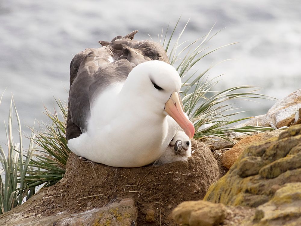 Falkland Islands. A black-browed albatross sits on the nest, squeezing its chick. art print by Ellen B. Goff for $57.95 CAD